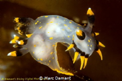 Perched on Kelp. A Polycera Tricolour one of the most col... by Marc Damant 